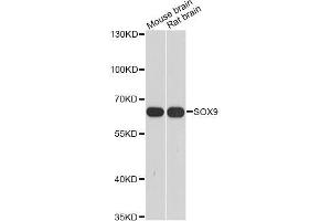 Western blot analysis of extracts of various cell lines, using SOX9 antibody (ABIN5998924) at 1/1000 dilution. (SOX9 抗体)