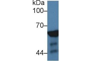 Western Blotting (WB) image for anti-Nucleoporin 62kDa (NUP62) (AA 186-432) antibody (ABIN7434779)