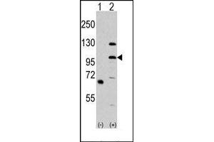 Image no. 1 for anti-Mitogen-Activated Protein Kinase Kinase Kinase MLK4 (KIAA1804) (N-Term) antibody (ABIN360429) (MLK4 抗体  (N-Term))