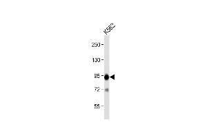 Anti-B-RAF Antibody  at 1:2000 dilution + K562 whole cell lysate Lysates/proteins at 20 μg per lane. (SNRPE 抗体  (AA 424-453))