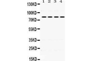 Western Blotting (WB) image for anti-Polymeric Immunoglobulin Receptor (PIGR) (AA 579-613), (C-Term) antibody (ABIN3043380) (PIGR 抗体  (C-Term))