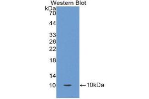 Western Blotting (WB) image for anti-Oncomodulin (OCM) (AA 1-109) antibody (ABIN1860097) (Oncomodulin 抗体  (AA 1-109))