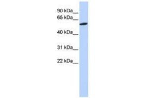 Image no. 1 for anti-Zinc Finger Protein 454 (ZNF454) (AA 108-157) antibody (ABIN6740479) (ZNF454 抗体  (AA 108-157))