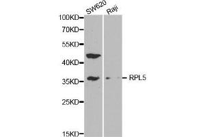 Western blot analysis of extracts of various cell lines, using RPL5 antibody. (RPL5 抗体  (AA 1-95))