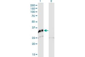 Western Blot analysis of SNAI2 expression in transfected 293T cell line by SNAI2 MaxPab polyclonal antibody. (SLUG 抗体  (AA 1-268))