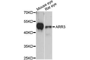Western blot analysis of extracts of various cell lines, using ARR3 antibody (ABIN6292647) at 1:3000 dilution.