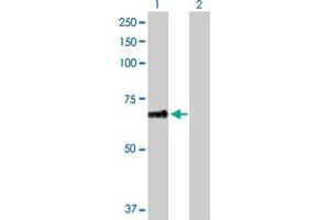 Western Blot analysis of PLEKHA8 expression in transfected 293T cell line by PLEKHA8 MaxPab polyclonal antibody. (PLEKHA8 抗体  (AA 1-440))