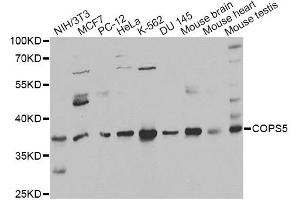 Western blot analysis of extracts of various cell lines, using COPS5 antibody (ABIN6291035) at 1:1000 dilution. (COPS5 抗体)