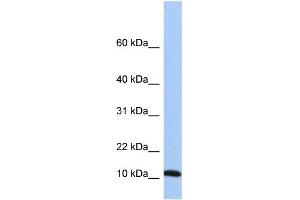 WB Suggested Anti-FAU Antibody Titration: 0. (FAU 抗体  (Middle Region))