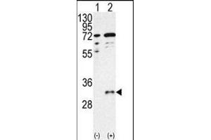 Western blot analysis of CTDSP1 (arrow) using CTDSP1- Antibody (C-term) (ABIN392888 and ABIN2842289). (CTDSP1 抗体  (C-Term))