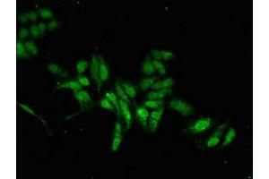 Immunofluorescent analysis of Hela cells using ABIN7165775 at dilution of 1:100 and Alexa Fluor 488-congugated AffiniPure Goat Anti-Rabbit IgG(H+L) (MAB21L2 抗体  (AA 1-300))