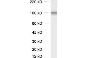 SLC6A5 antibody  (AA 1-229)