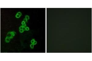 Immunofluorescence analysis of MCF7 cells, using EDG2 Antibody. (BUD31 抗体  (AA 5-54))