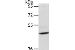 Western Blot analysis of Mouse heart tissue using ADIPOR1 Polyclonal Antibody at dilution of 1:200 (Adiponectin Receptor 1 抗体)