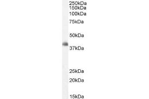 ABIN184709 staining (2µg/ml) of Human Cerebellum lysate (RIPA buffer, 35µg total protein per lane). (DKK3 抗体  (C-Term))