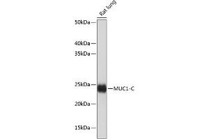 Western blot analysis of extracts of Rat lung, using MUC1 antibody (ABIN7268687) at 1:1000 dilution. (MUC1 抗体)