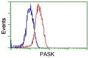 Image no. 8 for anti-PAS Domain Containing Serine/threonine Kinase (PASK) antibody (ABIN1500032) (PASK 抗体)