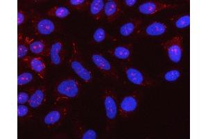 IF analysis of NLRX1 using anti-NLRX1 antibody (ABIN7602716).