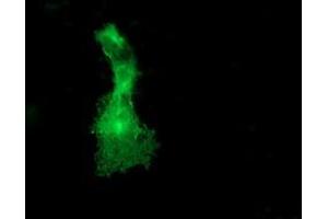 Anti-DOK2 mouse monoclonal antibody (ABIN2454768) immunofluorescent staining of COS7 cells transiently transfected by pCMV6-ENTRY DOK2 (RC207621). (DOK2 抗体)