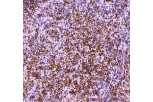 Anti-RUNX1/AML1 Picoband antibody ,  IHC(P): Rat Thymus Tissue (RUNX1 抗体  (Middle Region))