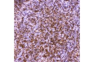 Anti-RUNX1/AML1 Picoband antibody ,  IHC(P): Rat Thymus Tissue