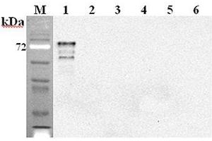 Western blot analysis using anti-DLL1 (mouse), mAb (D1L357-1-4)  at 1:2'000 dilution. (DLL1 抗体)