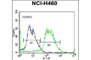 PCDHAC2 Antibody (Center)  flow cytometric analysis of NCI- cells (right histogram) compared to a negative control cell (left histogram). (PCDHAC2 抗体  (AA 616-644))