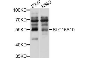Western blot analysis of extracts of various cell lines, using SLC16A10 antibody (ABIN4905176) at 1:1000 dilution. (SLC16A10 抗体)