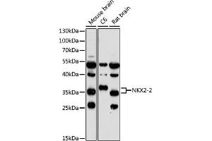 Western blot analysis of extracts of various cell lines, using NKX2-2 antibody (ABIN7268926) at 1:1000 dilution. (Nkx2-2 抗体  (AA 1-130))
