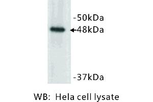 Image no. 1 for anti-Keratin 17 (KRT17) antibody (ABIN1112805) (KRT17 抗体)