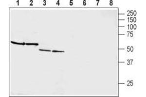 Western blot analysis of rat brain membranes (lanes 1 and 5), mouse brain membranes (lanes 2 and 6), rat pancreas membranes (lanes 3 and 7) and mouse heart membranes (lanes 4 and 8): - 1-4. (GIPR 抗体  (Extracellular, N-Term))