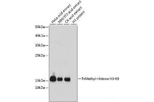 Western blot analysis of extracts of various cell lines using TriMethyl-Histone H3-K9 Polyclonal Antibody at dilution of 1:1000. (Histone 3 抗体  (3meLys9))