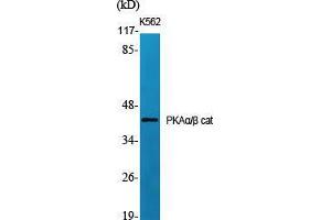Western Blot (WB) analysis of specific cells using PKAalpha/beta cat Polyclonal Antibody. (PKA alpha/beta Cat (N-Term) 抗体)
