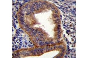 Cyclin B1 antibody immunohistochemistry analysis in formalin fixed and paraffin embedded human uterus tissue.