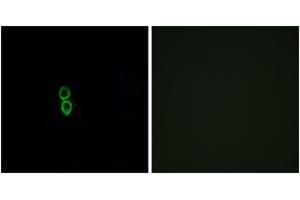 Immunofluorescence (IF) image for anti-Olfactory Receptor, Family 5, Subfamily W, Member 2 (OR5W2) (AA 158-207) antibody (ABIN1535944)