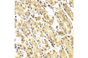 Immunohistochemistry (IHC) image for anti-Caspase 3 (CASP3) (AA 55-160) antibody (ABIN3023067) (Caspase 3 抗体  (AA 55-160))
