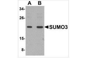 Western blot analysis of SUMO3 in mouse liver tissue lysate with SUMO3 antibody at (A) and (B) 2 μg/ml. (SUMO3 抗体  (C-Term))