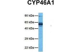 Host:  Rabbit  Target Name:  CYP46A1  Sample Tissue:  Human PANC1  Antibody Dilution:  1. (CYP46A1 抗体  (C-Term))