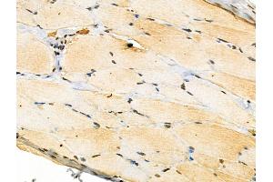 Phospho-Ephrin B1/B2/B3 (Tyr324) Antibody at 1/100 staining Rat skin tissue by IHC-P. (Ephrin B1/B2/B3 (EFNB1/2/3) (pTyr324) 抗体)