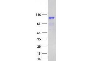 Western Blotting (WB) image for Shootin-1 (SHTN1) (Transcript Variant 1) protein (Myc-DYKDDDDK Tag) (ABIN2732007)