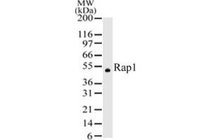 Image no. 1 for anti-Telomeric Repeat Binding Factor 2, Interacting Protein (TERF2IP) (AA 212-235) antibody (ABIN208517) (RAP1 抗体  (AA 212-235))
