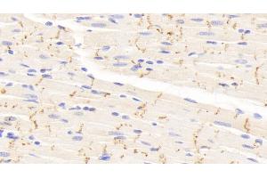 Detection of CX43 in Rat Cardiac Muscle Tissue using Polyclonal Antibody to Connexin 43 (CX43) (Connexin 43/GJA1 抗体  (AA 180-382))