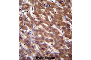 Immunohistochemistry (IHC) image for anti-CAAX Prenyl Protease 2 (RCE1) antibody (ABIN3001522) (RCE1/FACE2 抗体)
