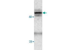 Western blot under reducing conditions on rat liver lysate using rabbit ATG4C polyclonal antibody  at a dilution of 1 : 100.