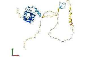 Protein Structure (PS) image for Zinc Finger, CCHC Domain Containing 17 (ZCCHC17) (AA 1-241) protein (His tag) (ABIN7549891)