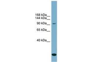 Image no. 1 for anti-Solute Carrier Family 12 (Potassium-Chloride Transporter) Member 4 (SLC12A4) (N-Term) antibody (ABIN6743215)
