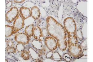 Immunoperoxidase of purified MaxPab antibody to MAOB on formalin-fixed paraffin-embedded human kidney. (Monoamine Oxidase B 抗体  (AA 1-520))