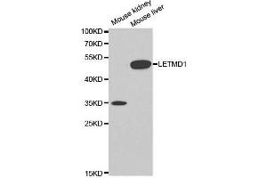 Western Blotting (WB) image for anti-LETM1 Domain Containing 1 (LETMD1) (AA 161-360) antibody (ABIN3023041)