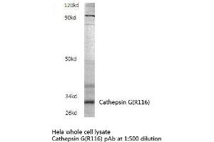 Western blot analysis of Cathepsin G Antibody in extracts from Hela cells. (Cathepsin G 抗体)
