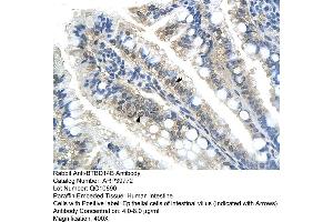 Human Intestine (NAC1 抗体  (C-Term))